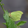 Brimstone