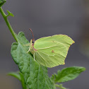 Brimstone