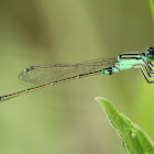 Senegal Bluetail