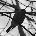 Blue-headed Vireo