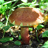 Two-colored Bolete