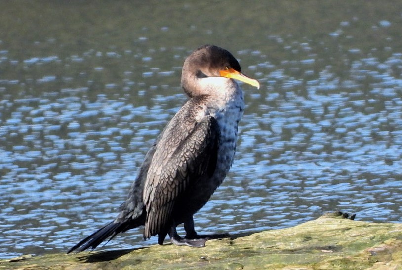 Double-crested cormorant