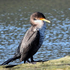 Double-crested cormorant