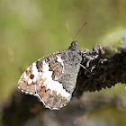 Great Banded Grayling