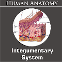 Integumentary System for firestick