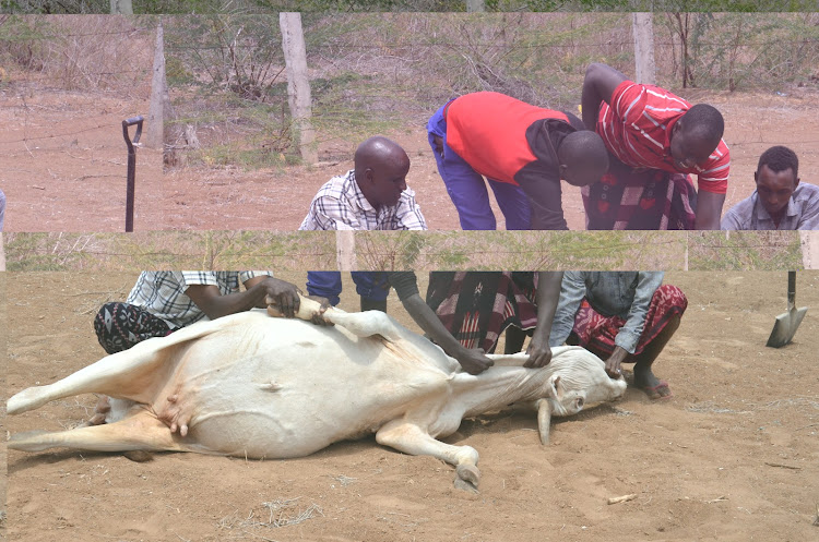 Kalkacha residents prepare to slaughter a cow bought by the government through the off-take programme.