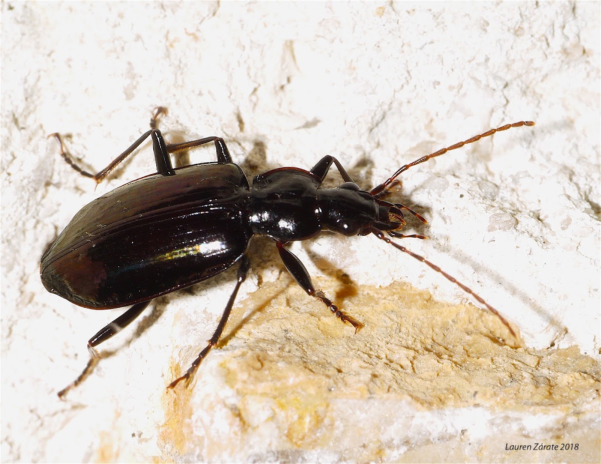 Ground Beetle