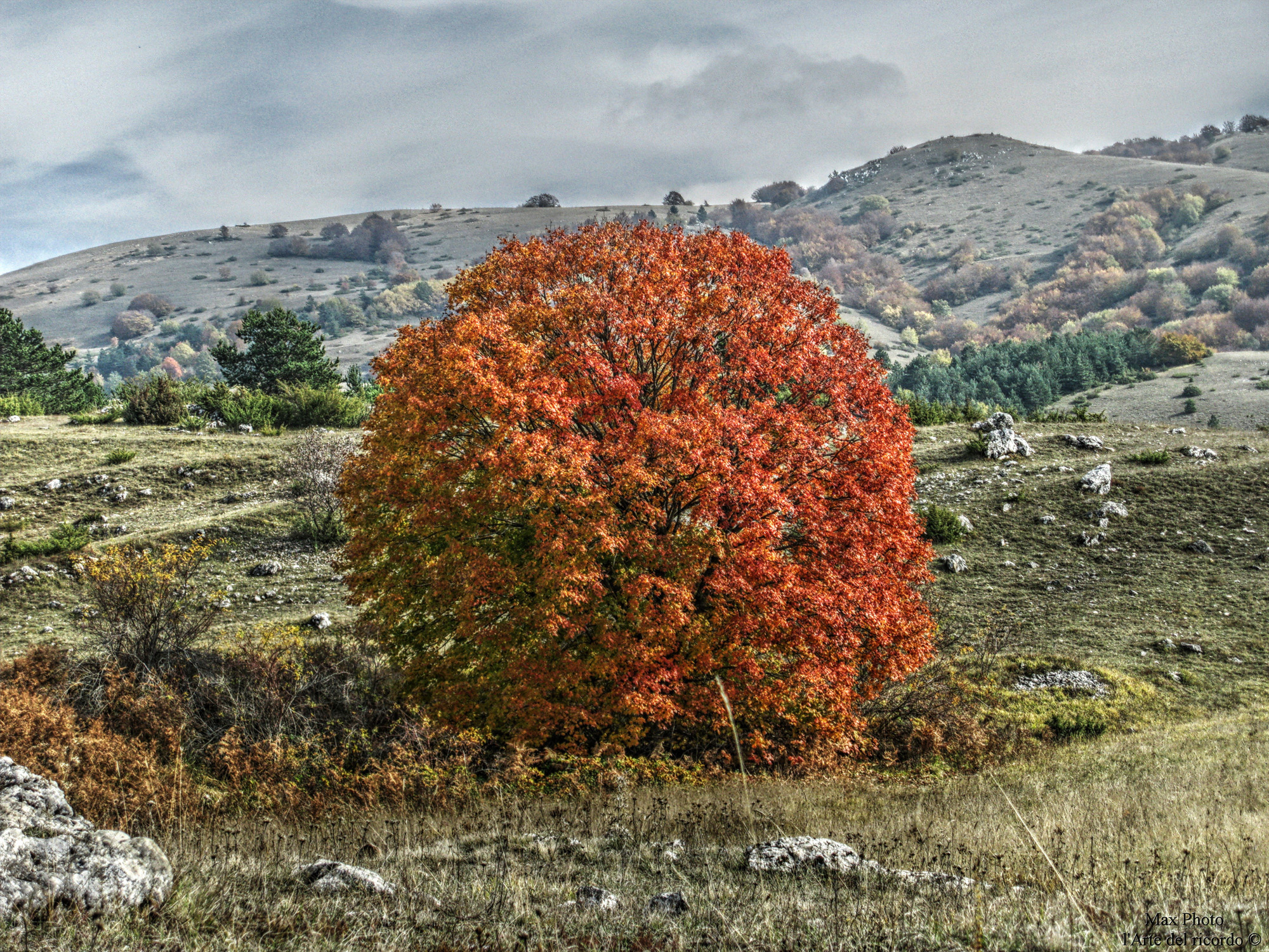 Albero di maximun