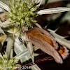 Meadow Brown