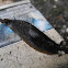 European black slug