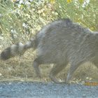 Raccoon