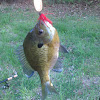 Bluegill (Sunfish)