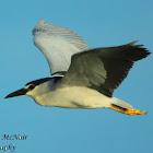 Black-crowned Night Heron