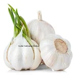 Cover Image of Download Garlic Cultivation Method 1.0.1 APK