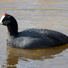 Crested Coot; Focha Cornuda