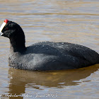 Crested Coot; Focha Cornuda