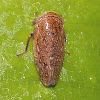 Leafhopper