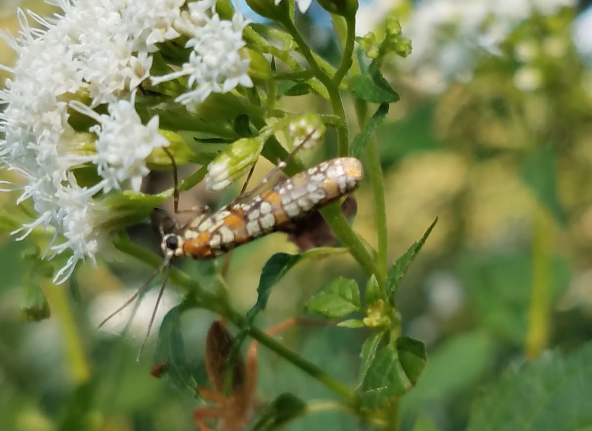 Ailanthus webworm moth