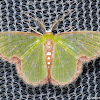 Emerald Moth