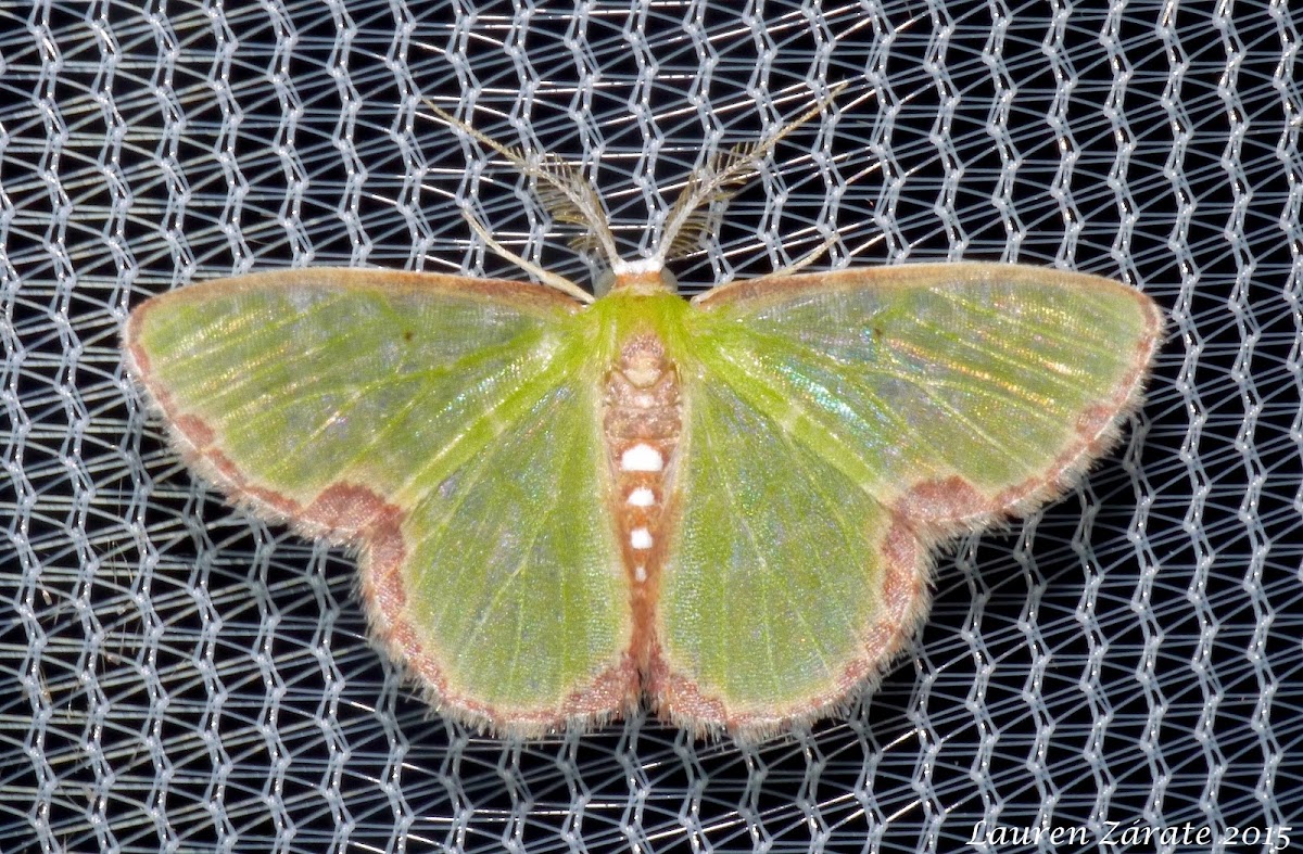 Emerald Moth