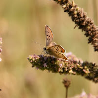 Argo d'autunno di 