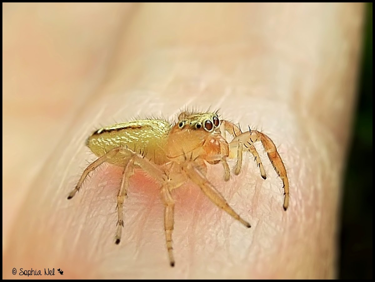 Jumping Spider (Salticidae)