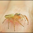 Jumping Spider (Salticidae)