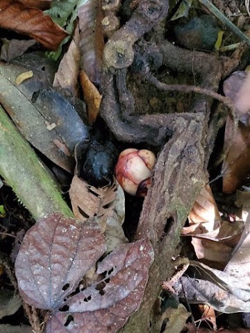 Gua Hari Malaysia smallest Rafflesia in the World