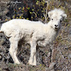 Dall Sheep