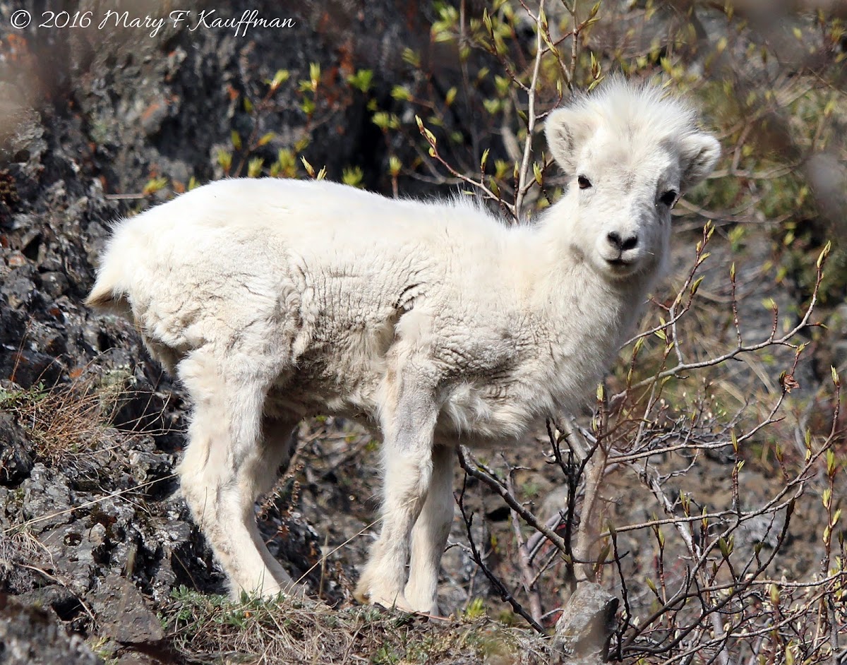 Dall Sheep