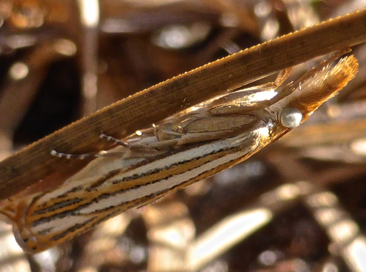 Crambine Snout Moth