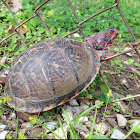 Three-toed Box Turtle