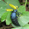 Violet Oil Beetle