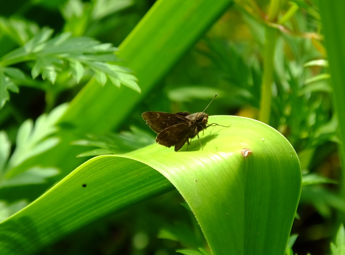 skipper butterfly