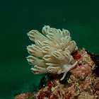 Xenia Coral Mimic Nudibranch