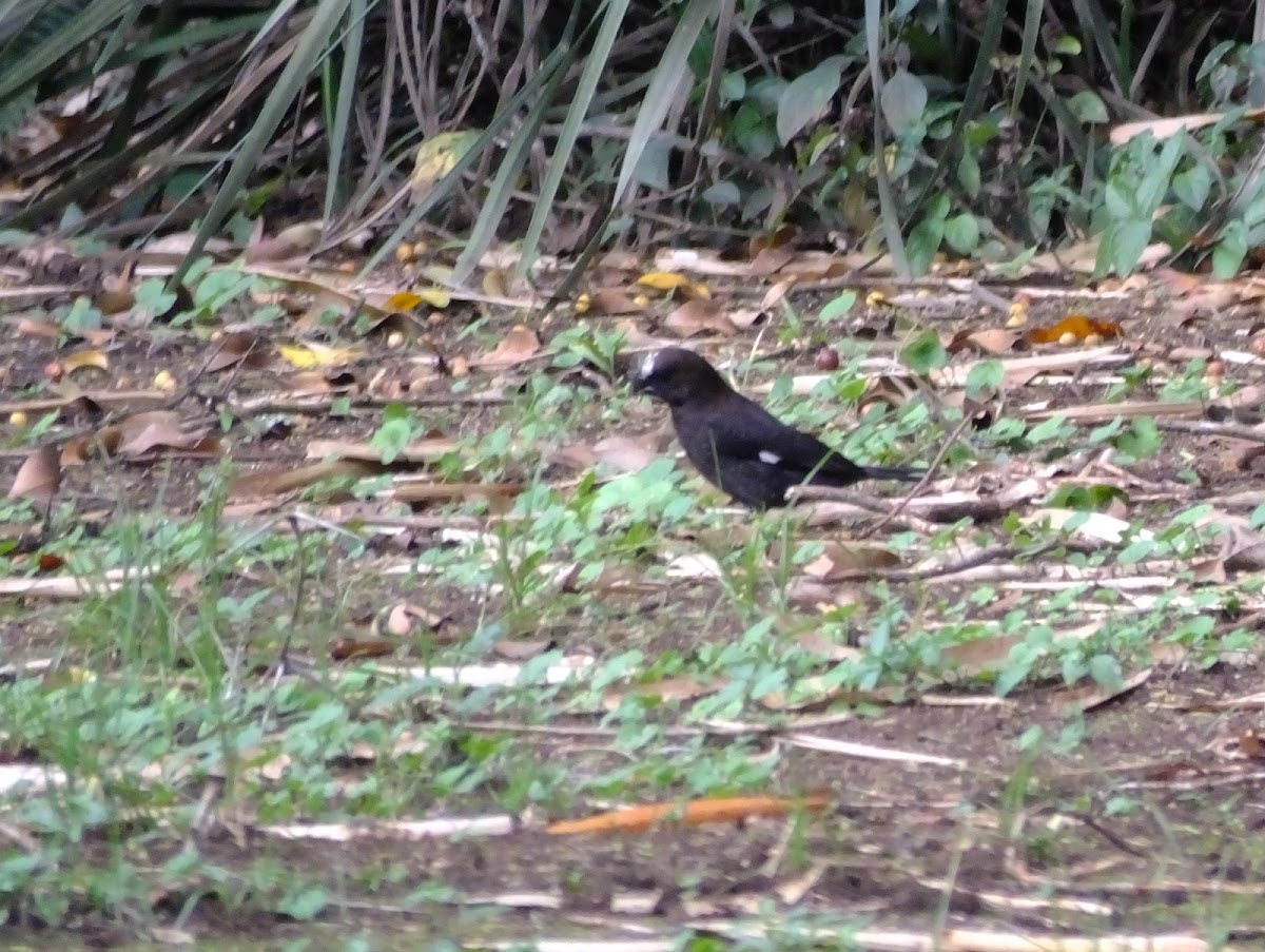 Sooty chat