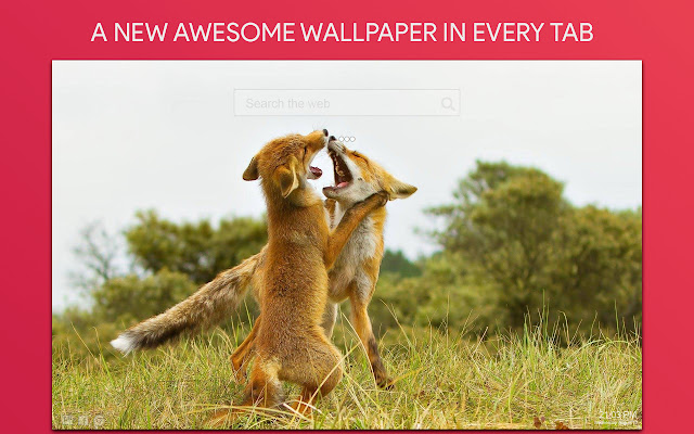 Wild Animals Wallpaper HD Custom New Tab
