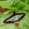 Cucumber moth female