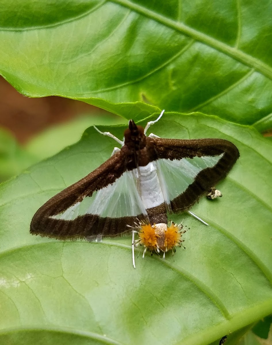 Cucumber moth female