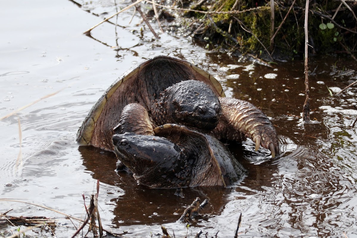 Common Snapping Turtles