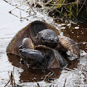 Common Snapping Turtles