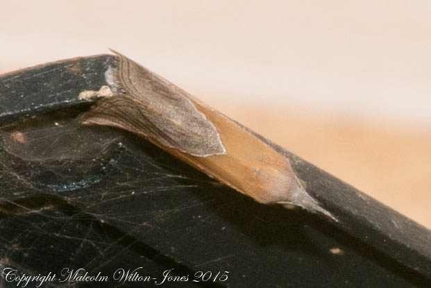 Erebidae Moth