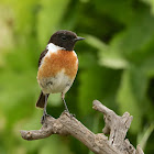 European Stonechat