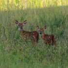 White-tailed Deer (fawn)