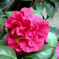 Camelia di 