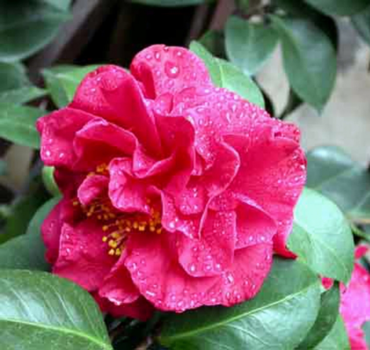 Camelia di ritabat