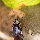 Pincer-tailed Cockroach