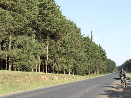 Kinale forest along Nairobi-Nakuru highway. /FILE