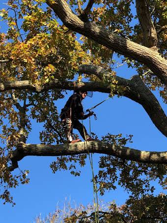 Tree Surgery and Hedge Trimming album cover