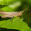 Grasshopper